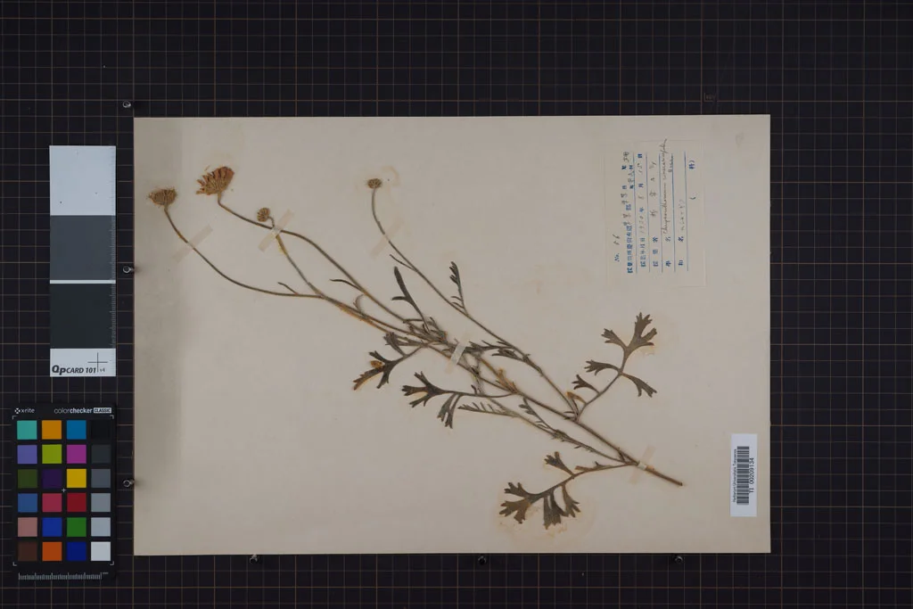 herbarium image